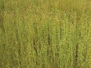 Picture of Flax