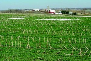 Figure 1: This cereal rye cover crop, shown here in early April, was planted the previous fall following corn silage in northeast Iowa. (Tom Kaspar)