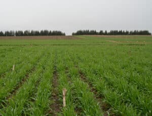 Rye on May 2, 2019, drilled the previous fall after corn silage at the Elora Crops Research Station (Jake Munroe)